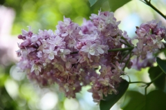 Rowancroft_Pink_Main_BG_TP_7