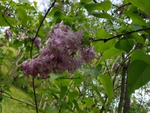 Rowencroft_Pink_20170523_RBG_MLD_3