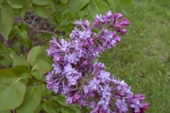 Royal Purple