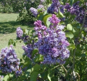 Royal_Purple_2003_HP_MM__DM_1