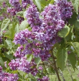 Royal_Purple_2003_HP_MM__DM_3