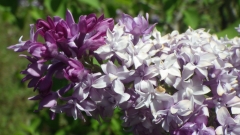 Royal_Purple_201505_MF_BB