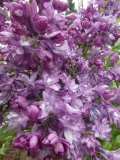 Royal_Purple_20180506_LA_MLD_3