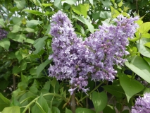 Royal_Purple_20180507_LL_MLD_2