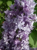 Royal_Purple_20180507_LL_MLD_3