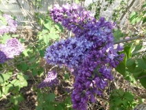 Royal_Purple_20180509_LH_MLD_10