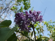 Royal_Purple_20180509_LH_MLD_2
