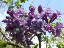 Royal_Purple_20180509_LH_MLD_3