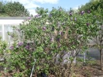 Royal_Purple_20180509_LH_MLD_4