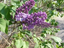 Royal_Purple_20180509_LH_MLD_5
