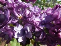 Royal_Purple_20180509_LH_MLD_6