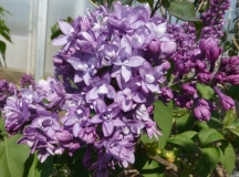 Royal_Purple_20180509_LH_MLD_7