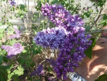 Royal_Purple_20180509_LH_MLD_8