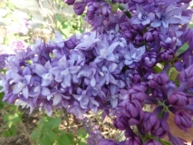 Royal_Purple_20180509_LH_MLD_9