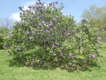 Royal_Purple_20180510_HP_MLD_1