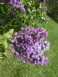 Royal_Purple_20180510_HP_MLD_2