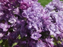 Royal_Purple_20180510_HP_MLD_3