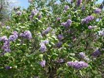 Royal_Purple_20180510_HP_MLD_4
