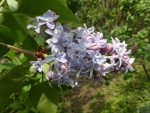 Royal_Purple_20180512_HA_MLD_1
