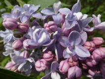Royal_Purple_20180512_HA_MLD_2