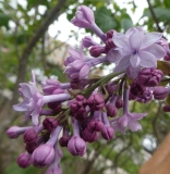 Royal_Purple_20190506_LP_MLD_2