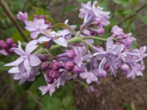 Royal_Purple_20190506_LP_MLD_3