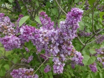 Royal_Purple_201906_MBG_MLD_1