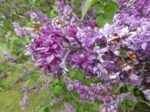 Royal_Purple_201906_MBG_MLD_2