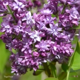 Royal_Purple_2019_LM_CF
