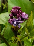 Royal_Purple_20200414_MLD_MLD_1