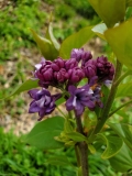 Royal_Purple_20200414_MLD_MLD_3