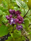 Royal_Purple_20200414_MLD_MLD_4