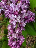 Royal_Purple_20200430_MLD_MLD_3