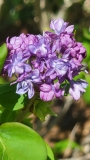 Royal_Purple_20210409_MLD_MLD