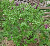 Royal_Purple_20210410_MLD_MLD_1