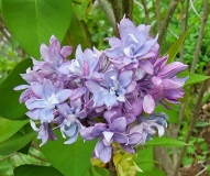 Royal_Purple_20210412_MLD_MLD_2
