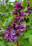 Royal_Purple_20210412_MLD_MLD_3