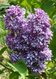 Royal_Purple_20210418_MLD_MLD_2