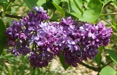 Royal_Purple_20210418_MLD_MLD_3