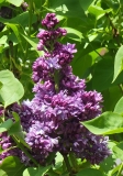 Royal_Purple_20210418_MLD_MLD_4