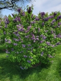 Royal_Purple_20210428_NYBG_MLD_1