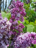 Royal_Purple_20210428_NYBG_MLD_2