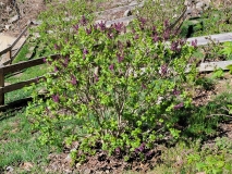 Royal_Purple_20220414_MLD_MLD_1