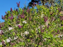 Royal_Purple_20220414_MLD_MLD_2