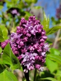 Royal_Purple_20220414_MLD_MLD_3