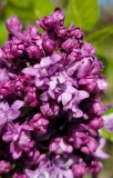 Royal_Purple_20220414_MLD_MLD_4