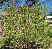 Royal_Purple_20220415_MLD_MLD_1