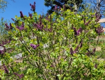 Royal_Purple_20220415_MLD_MLD_2
