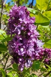 Royal_Purple_20220415_MLD_MLD_3