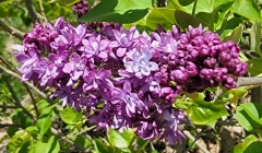 Royal_Purple_20220415_MLD_MLD_4